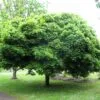 Acer platanoides 'Globosum' helbild på träd i parkmiljö