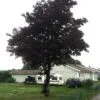 Acer platanoides 'Royal Red' helbild på träd i trädgårdsmiljö