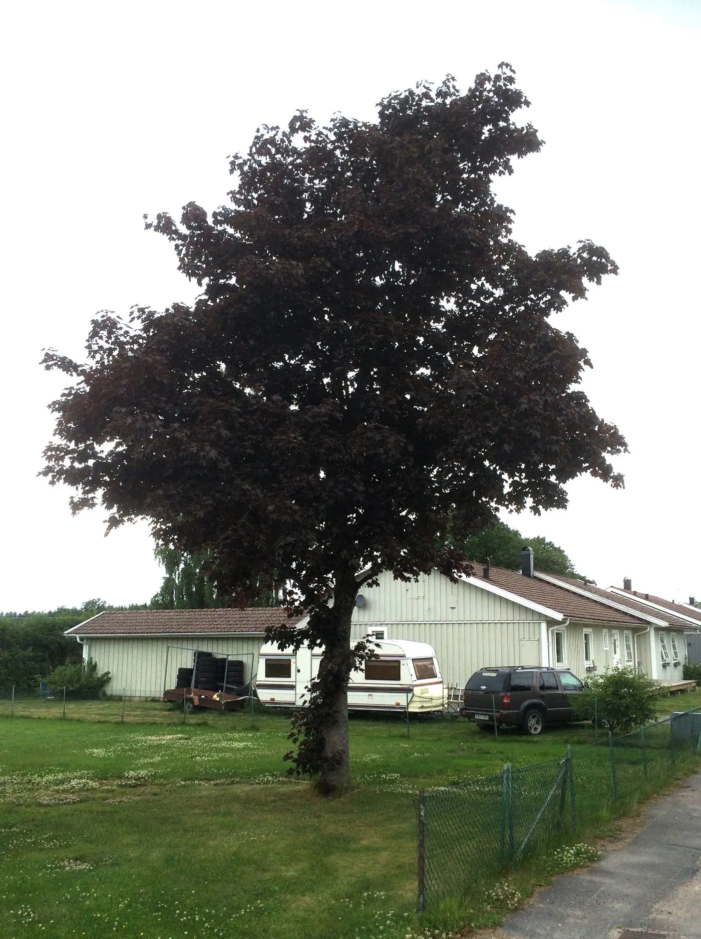 Acer platanoides 'Royal Red' helbild på träd i trädgårdsmiljö