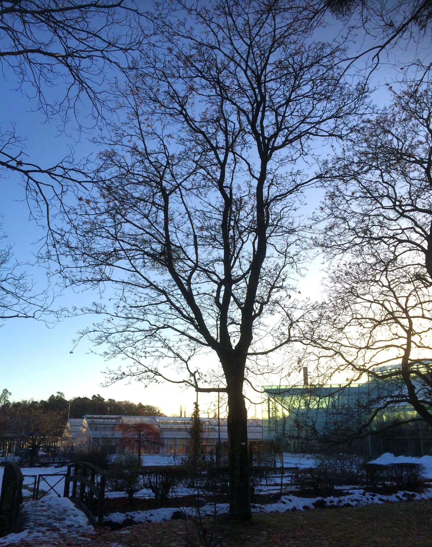 Acer platanoides i vinterskrud i parkmiljö