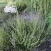 Calluna vulgaris buske