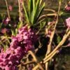 Daphne mezereum närbild blomma
