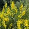 Genista tinctoria 'Royal Gold' närbild blomning i gult