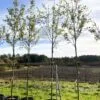 Helbild träd Amelanchier arborea 'Robin Hill'