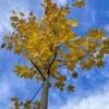 Höstfärg krona Acer platanoides fk Ultuna E