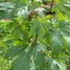 Närbild gröna blad Acer saccharinum 'Pyramidale'