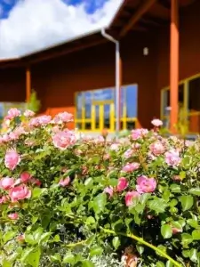 utomhusblommor