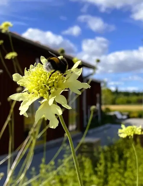 utomhusblomma