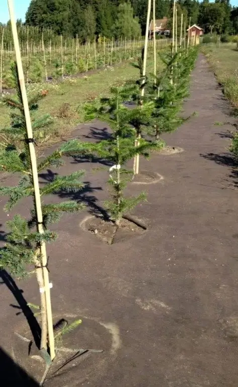 plantering
