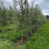 Betula pubescens Åsele-Patama (glasbjörk)