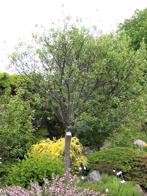 prunus eminens