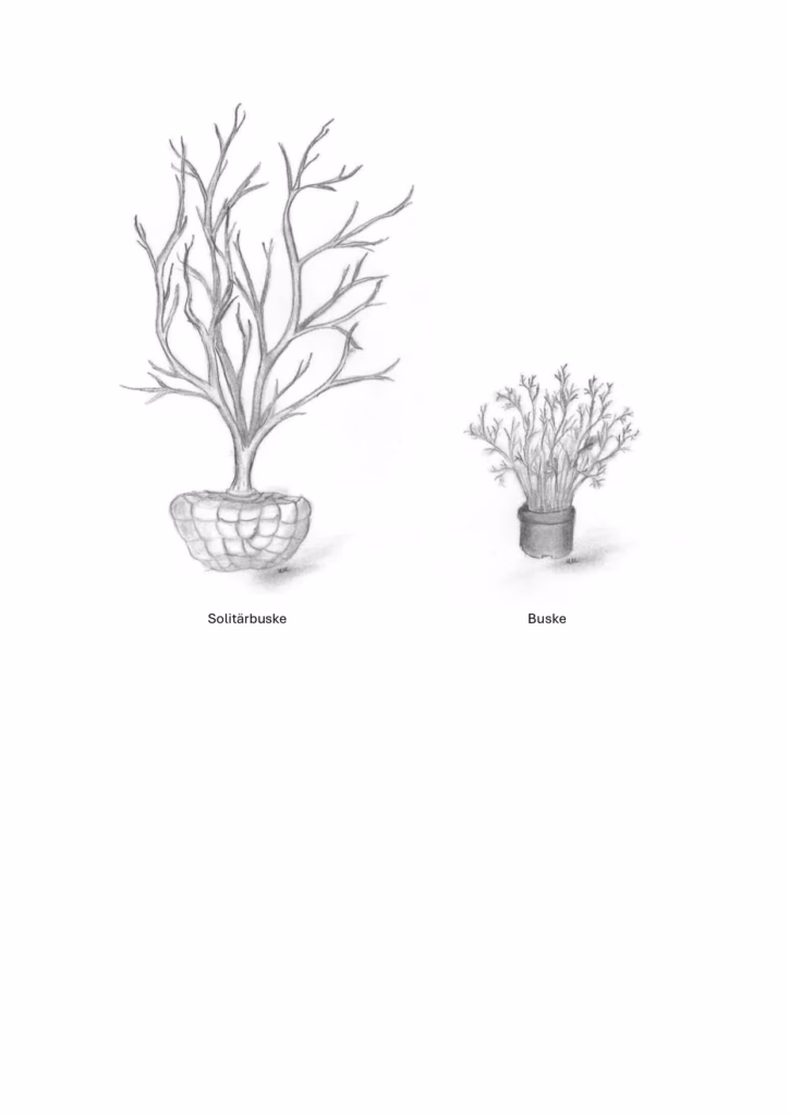 Solitär vs buske